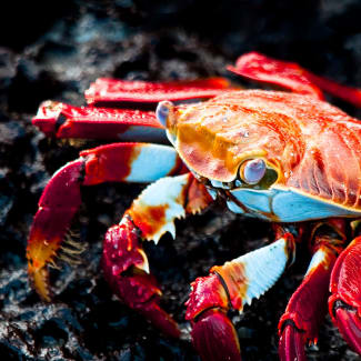 Red crab