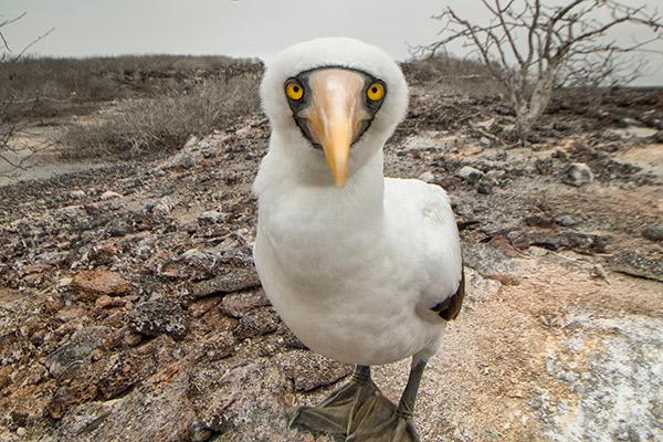 Elite’s 8-Day Itinerary 'B' Day Two - Nazca Booby Up Close.