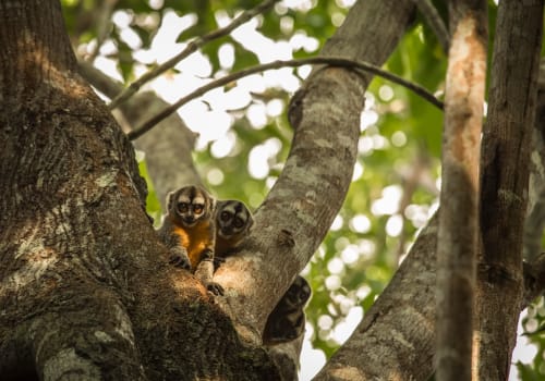 Pacaya Samiria Natural Reserve Iquitos, Peru