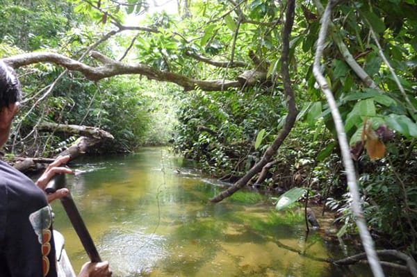 Amazon Dream's 10-Day Amazon & Tapajos Rivers Cruise Itinerary Day Two -  Paddling through the jungle.