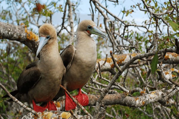 Infinity’s 8-Day Itinerary A Day Two - Pair of Red-Footed Boobies.