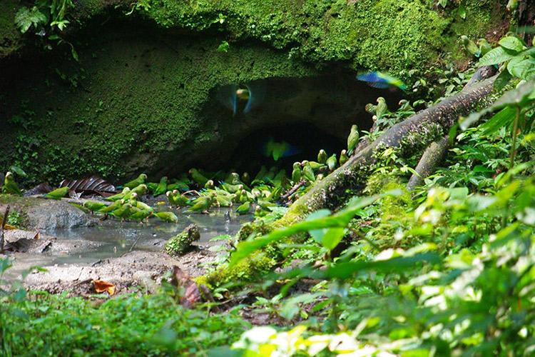 Anakonda Amazon's 4-Day Itinerary Day Three - Parrot Clay Lick.