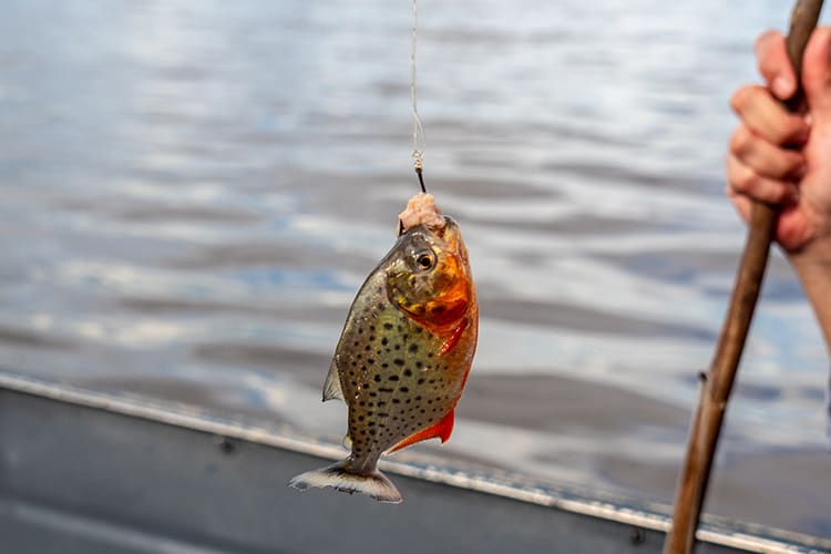 Pure Amazon - 7-Night Itinerary