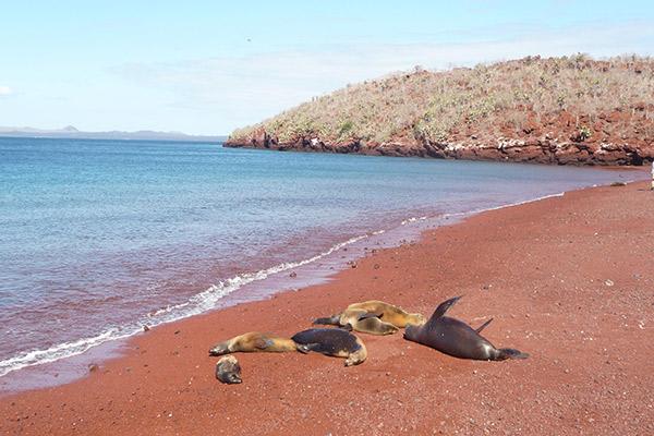 Seaman Journey’s 15-Day F Itinerary Day Six - Rabida Island Shore.