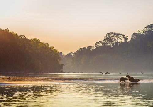 Family Of Capybara At The Amazon Rainforest