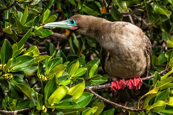Nemo III's 4-Day Northern Islands Itinerary Day Two - Red-Footed Booby.