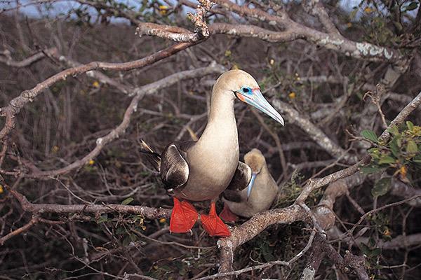 Alya's 6-Day Itinerary A Day Four - Red-Footed Booby.
