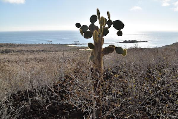 Ocean Spray's 6-Day Itinerary 'B' Day One - Santa Fe Island.