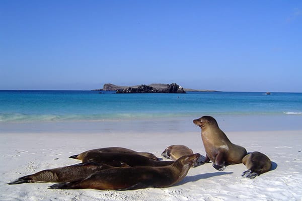 Isabela II’s 5-Day Northern Itinerary Day Four - Sea Lion Sighting in the Galapagos.