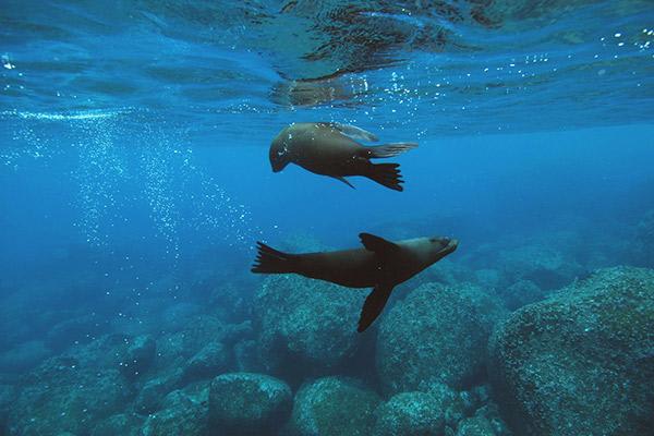 Seaman Journey’s 15-Day F2 Itinerary Day Three - Sea Lions Swimming.