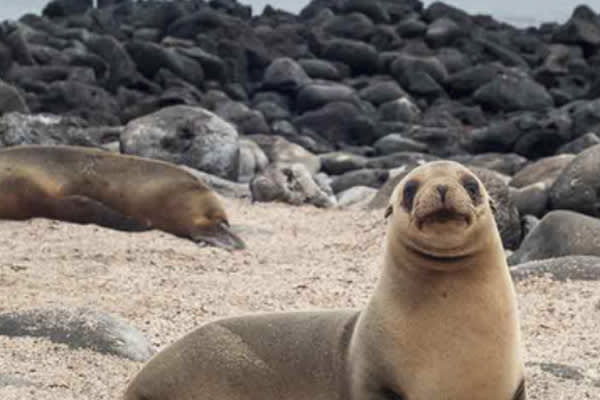 Seaman Journey - 5-day Cruise 