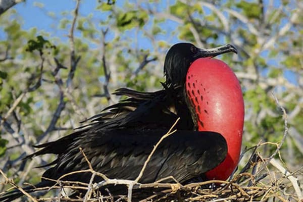 Seaman Journey - Full Galapagos Journey 