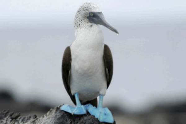 Seaman Journey - Full Galapagos Journey F1