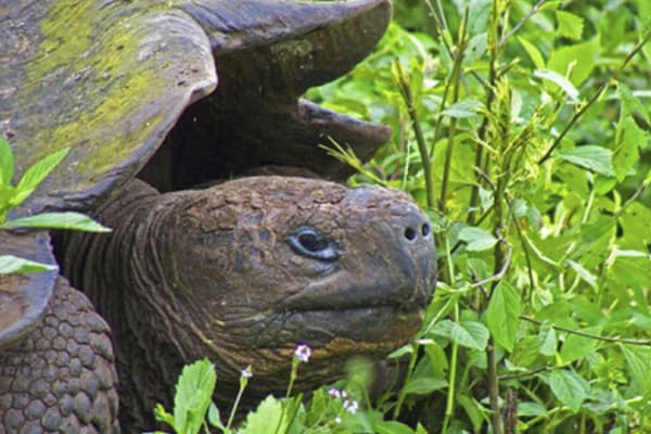 Seaman Journey - Full Galapagos Journey F1