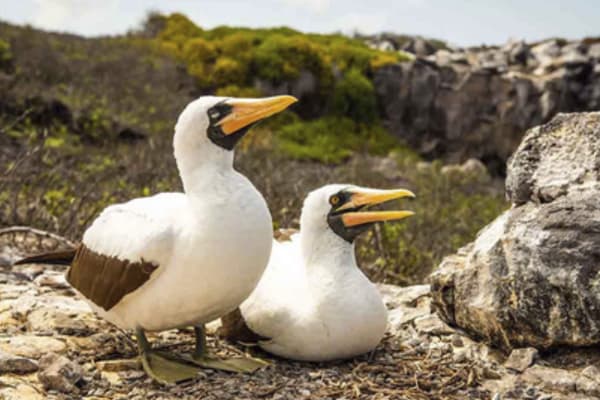 Seaman Journey - Full Galapagos Journey F1