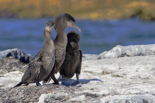 Seaman Journey - Full Galapagos Journey F1