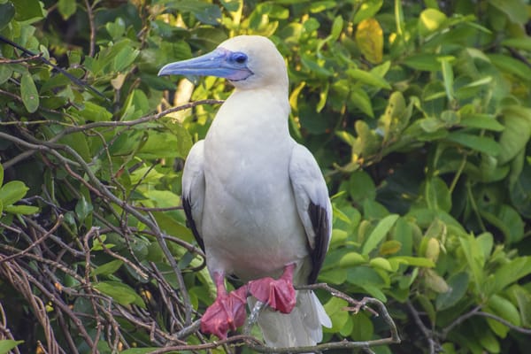 Seaman Journey - Full Galapagos Journey F1