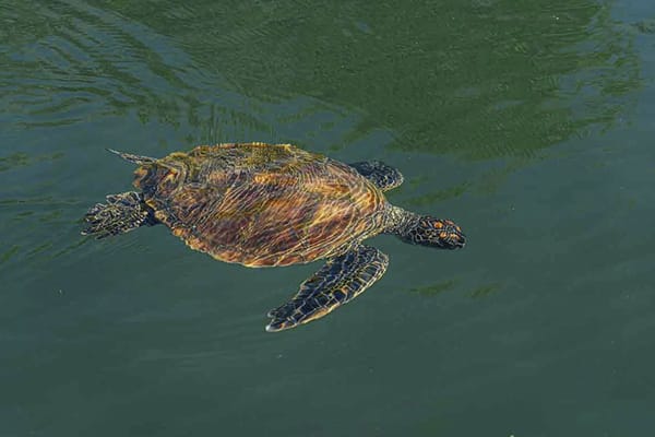 Seaman Journey - Full Galapagos Journey F1