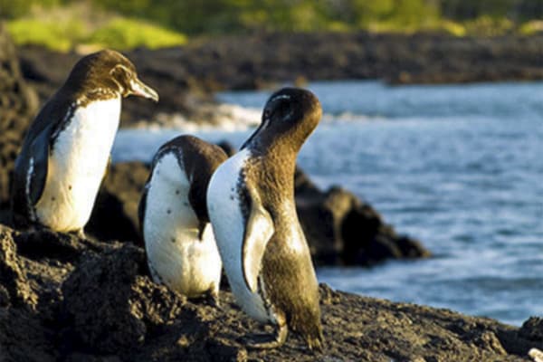 Seaman Journey - Full Galapagos Journey F1