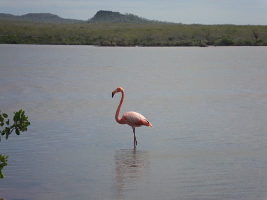 Sea Star (RG) - Southern Islands
