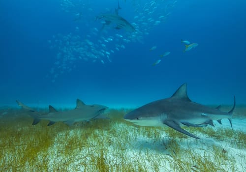 Bull,Shark,In,Its,Natural,Habitat