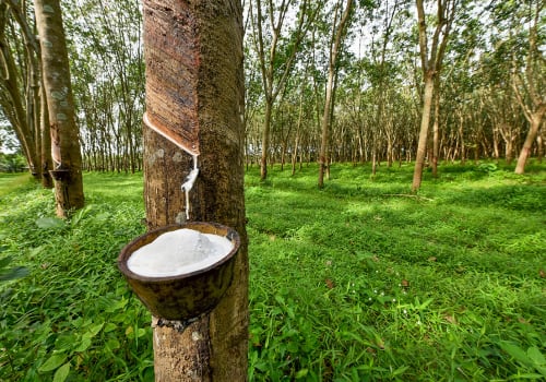 Rubber,Tree,And,Bowl,Filled,With,Latex.
