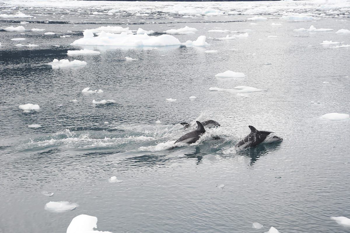 Skorpios III - Kaweskar Route