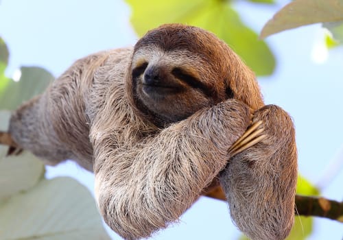 Happy,Sloth,Hanging,On,The,Tree