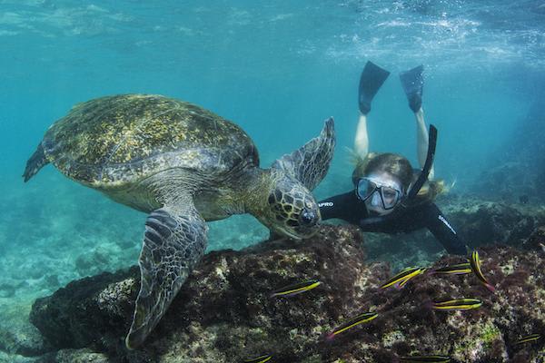 Elite’s 8-Day Itinerary 'B' Day Four - Snorkelling with Sea Turtles.