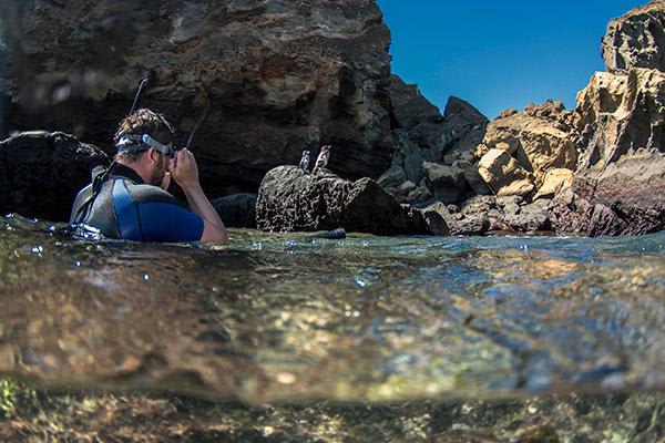 Endemic’s 8-Day 'A' Itinerary Day Six - Snorkelling with Penguins.