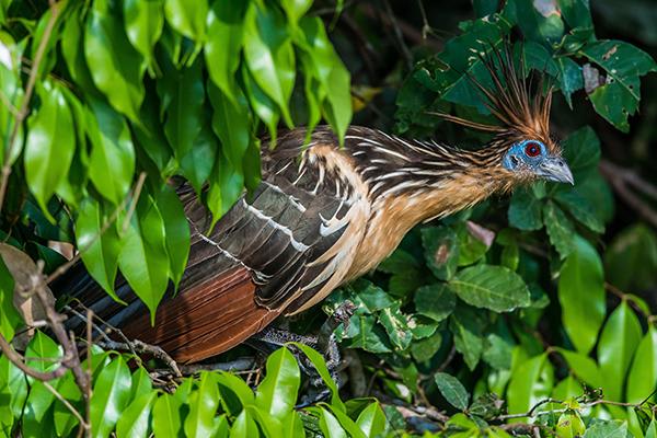 Spondias 8-Day Birdwatching Itinerary Day One - Bird Species.