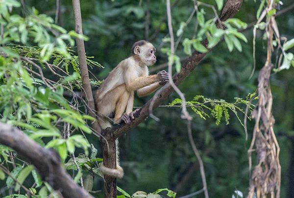 Tucano's 7-Day Cruise Itinerary Day Three - Squirrel Monkey Sighting.