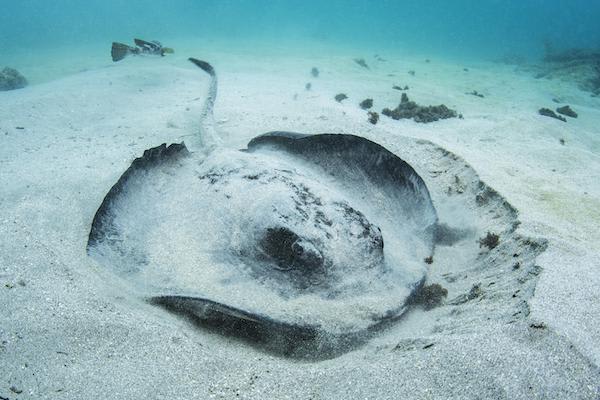Elite’s 8-Day Itinerary 'B' Day Eight - Stingray Sighting.