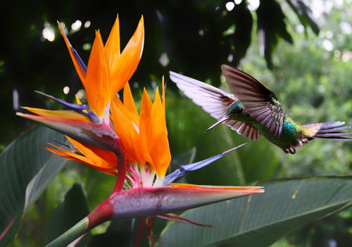 Flying,Hummingbird,At,A,Strelitzia,Flower