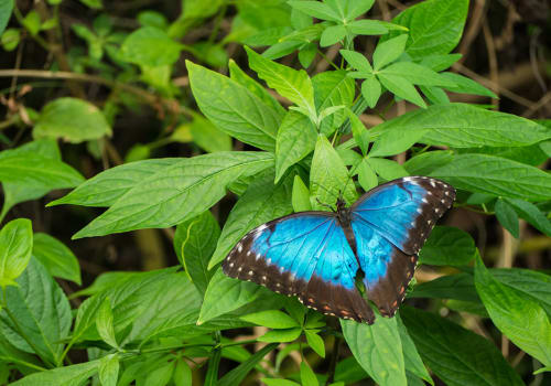 Blue,Morpho,,Morpho,Peleides,,Big,Butterfly,Sitting,On,Green,Leaves,