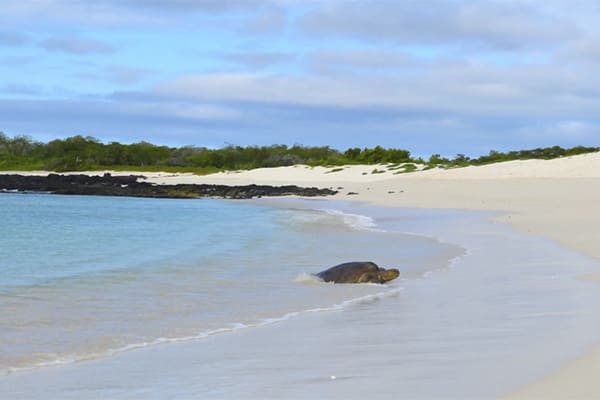 Tribute - Darwin's Odyssey