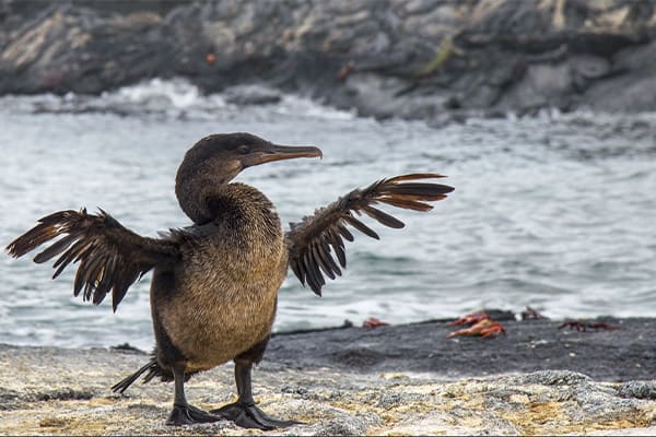 Tribute - Darwin's Odyssey