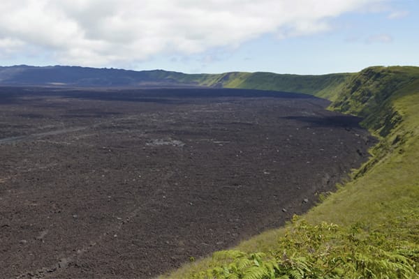 Tribute - Darwin's Odyssey