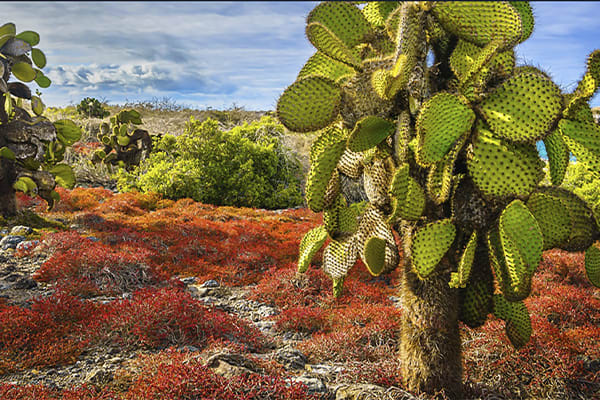 Tribute - Enchanted Escape