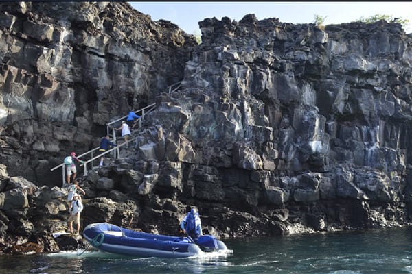 Tribute - Wildlife Discovery