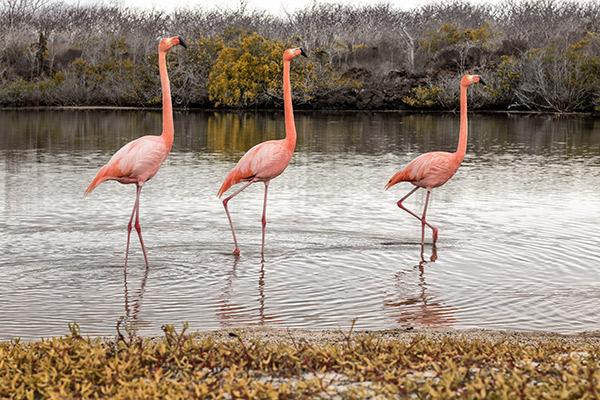 Seaman Journey’s 15-Day F Itinerary Day Five - Trio of Flamingos.