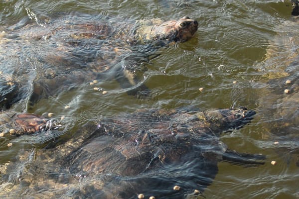Tupaiú - Amazônia Essencial