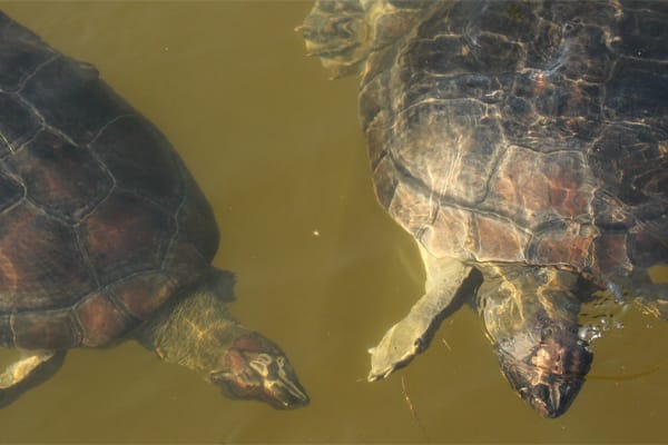 Tupaiú - Deep Immersion