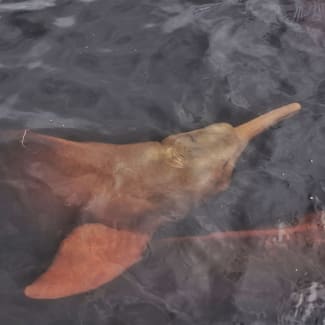 Pink River Dolphin Brazil Amazon