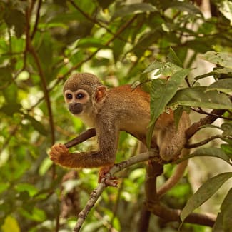 Squirrel Monkey in tree