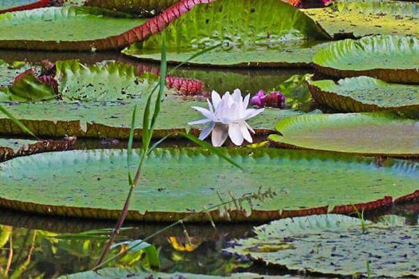 Iracema's 4-Day Charter Cruise Day One - Victoria Regis Giant Water Lily. 