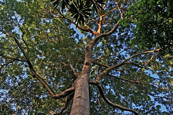 Jacaré-Tinga's 8-Day Cruise Day One - Welcome to the Jungle.