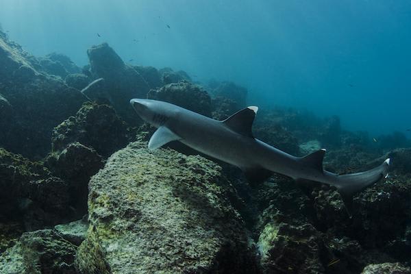 Elite’s 8-Day Itinerary 'A' Day Three - White-Tipped Reef Shark.