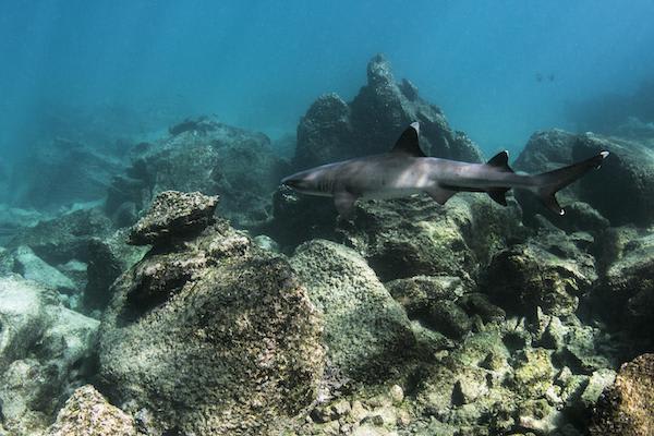 Ocean Spray's 6-Day Itinerary 'A' Day Four - White-tipped Reef Sharks.
