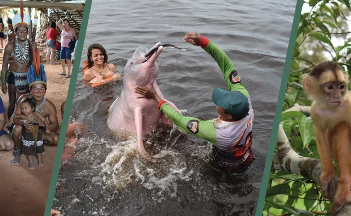 jungle tours from manaus